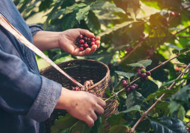 VARO: Pioneering Sustainability in the Coffee Industry